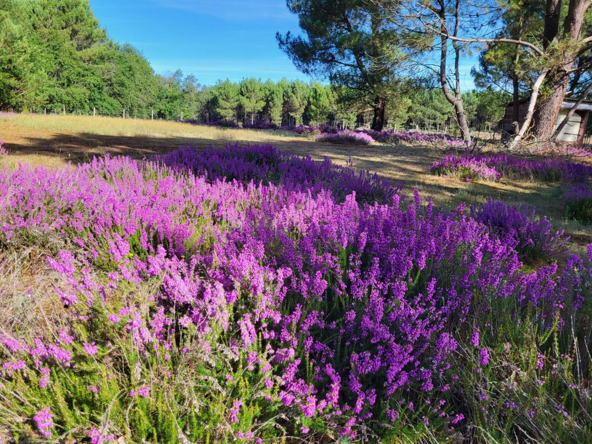 Saugon Domaine De La Sarrotte Bed & Breakfast エクステリア 写真
